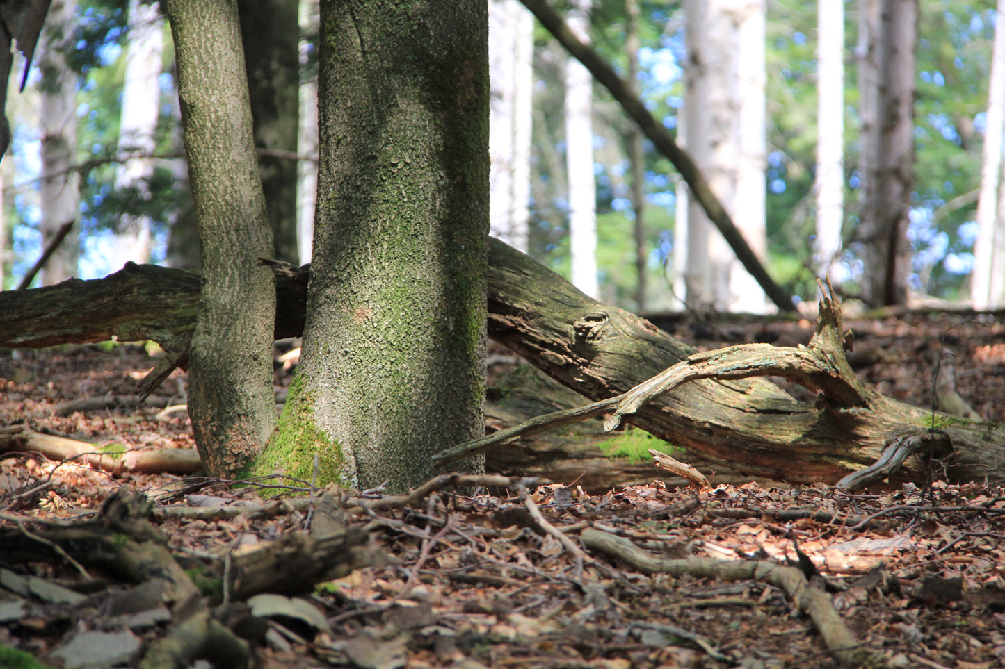 Dining table lamp - handmade unique piece - 96cm oak branch